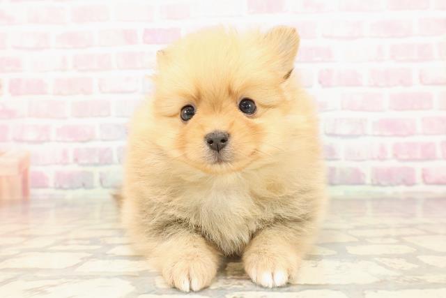 静岡県のポメラニアン (Coo&RIKU浜松店/2025年8月26日生まれ/男の子/オレンジ)の子犬の1枚目の画像