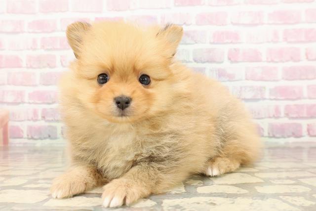 静岡県のポメラニアン (Coo&RIKU浜松店/2025年8月26日生まれ/男の子/オレンジ)の子犬の2枚目の画像