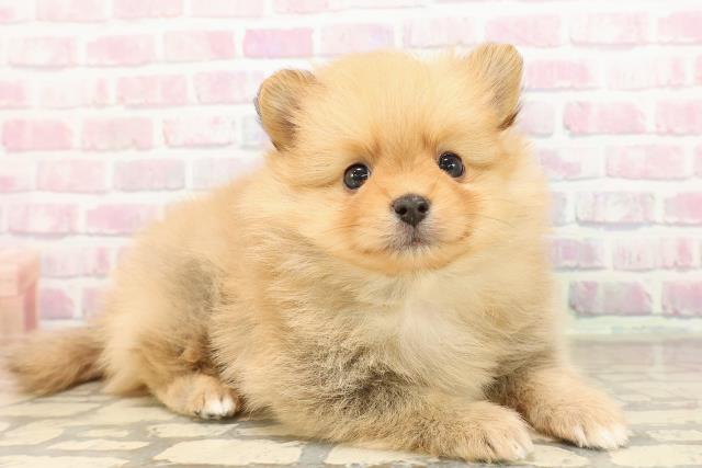 静岡県のポメラニアン (Coo&RIKU浜松店/2025年8月26日生まれ/男の子/オレンジ)の子犬の3枚目の画像