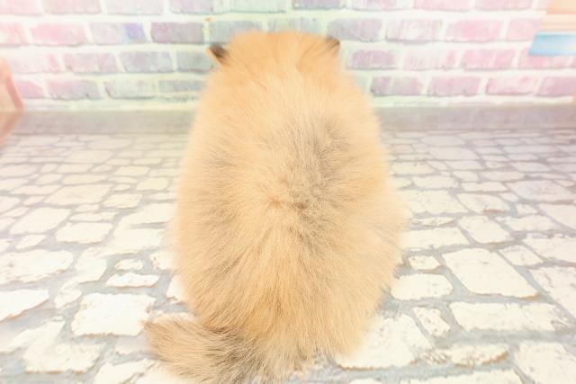 静岡県のポメラニアン (Coo&RIKU浜松店/2025年8月26日生まれ/男の子/オレンジ)の子犬の4枚目の画像