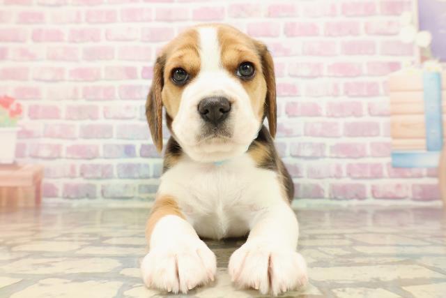 静岡県のビーグル (Coo&RIKU浜松店/2025年8月26日生まれ/男の子/ブラックタンホワイト)の子犬の1枚目の画像