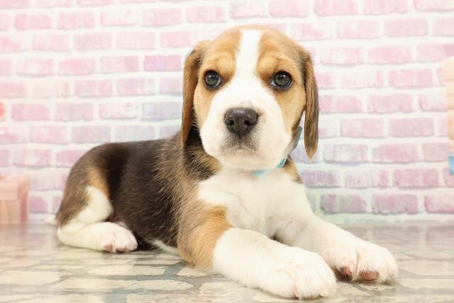 静岡県のビーグル (Coo&RIKU浜松店/2025年8月26日生まれ/男の子/ブラックタンホワイト)の子犬の3枚目の画像