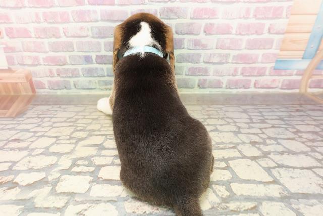 静岡県のビーグル (Coo&RIKU浜松店/2025年8月26日生まれ/男の子/ブラックタンホワイト)の子犬の4枚目の画像