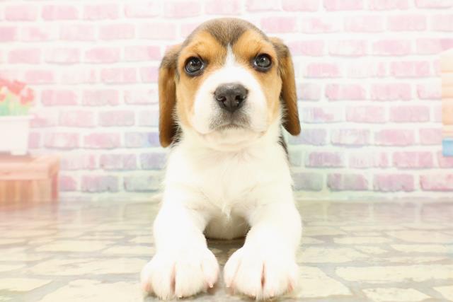 静岡県のビーグル (Coo&RIKU富士店/2025年8月26日生まれ/男の子/ブラックタンホワイト)の子犬の1枚目の画像