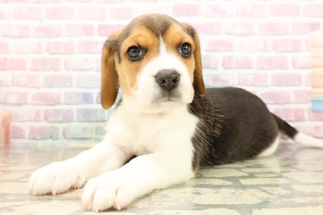 静岡県のビーグル (Coo&RIKU富士店/2025年8月26日生まれ/男の子/ブラックタンホワイト)の子犬の2枚目の画像