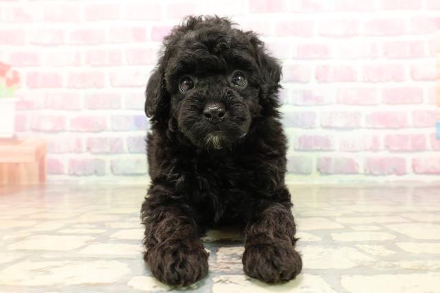 静岡県のトイプードル(トイ) (Coo&RIKU掛川店/2025年8月26日生まれ/男の子/ブラック)の子犬の1枚目の画像