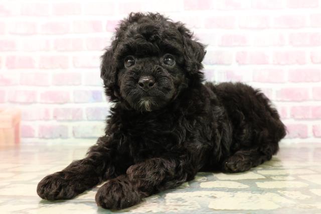 静岡県のトイプードル(トイ) (Coo&RIKU掛川店/2025年8月26日生まれ/男の子/ブラック)の子犬の2枚目の画像