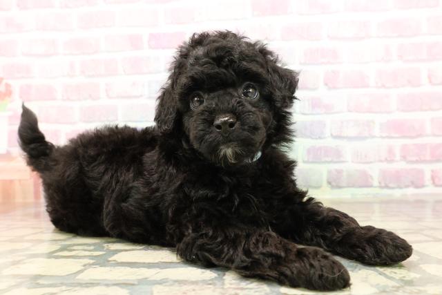 静岡県のトイプードル(トイ) (Coo&RIKU掛川店/2025年8月26日生まれ/男の子/ブラック)の子犬の3枚目の画像