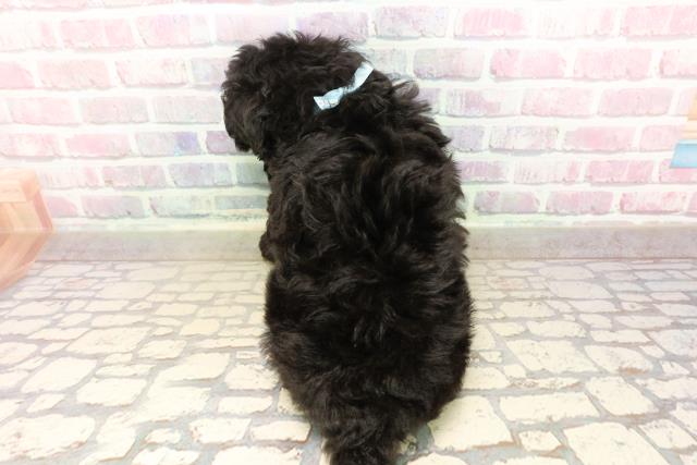 静岡県のトイプードル(トイ) (Coo&RIKU掛川店/2025年8月26日生まれ/男の子/ブラック)の子犬の4枚目の画像