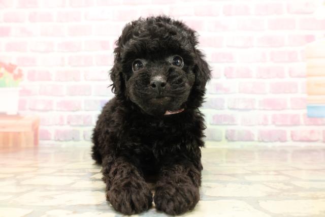 トイ・プードル