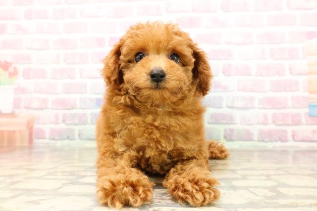 トイ・プードル