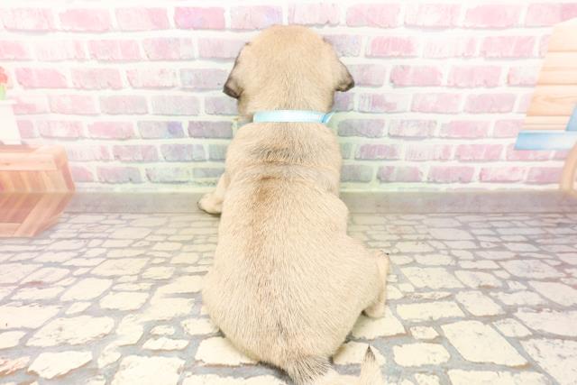 東京都のパグ (Coo&RIKU中野サンモール店/2025年8月20日生まれ/男の子/フォーン)の子犬の4枚目の画像