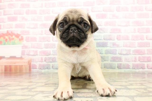 東京都のパグ (Coo&RIKU新宿三丁目店/2025年8月20日生まれ/女の子/フォーン)の子犬の1枚目の画像