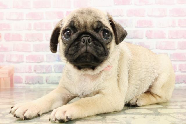 東京都のパグ (Coo&RIKU新宿三丁目店/2025年8月20日生まれ/女の子/フォーン)の子犬の2枚目の画像