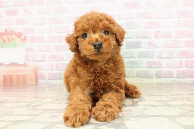 東京都のトイプードル(トイ) (Coo&RIKU秋葉原店/2025年8月27日生まれ/女の子/レッド)の子犬の1枚目の画像