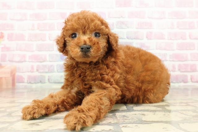 東京都のトイプードル(トイ) (Coo&RIKU秋葉原店/2025年8月27日生まれ/女の子/レッド)の子犬の2枚目の画像