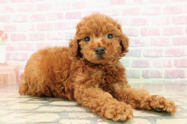 東京都のトイプードル(トイ) (Coo&RIKU秋葉原店/2025年8月27日生まれ/女の子/レッド)の子犬の3枚目の画像