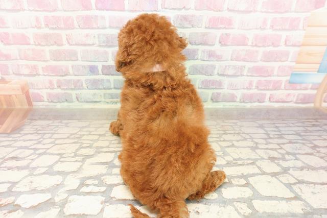 東京都のトイプードル(トイ) (Coo&RIKU秋葉原店/2025年8月27日生まれ/女の子/レッド)の子犬の4枚目の画像