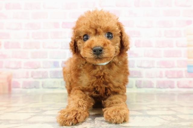 静岡県のトイプードル(トイ) (Coo&RIKU沼津店/2025年8月27日生まれ/男の子/レッド)の子犬の1枚目の画像