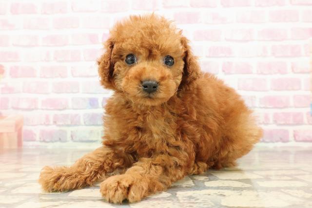 静岡県のトイプードル(トイ) (Coo&RIKU沼津店/2025年8月27日生まれ/男の子/レッド)の子犬の2枚目の画像