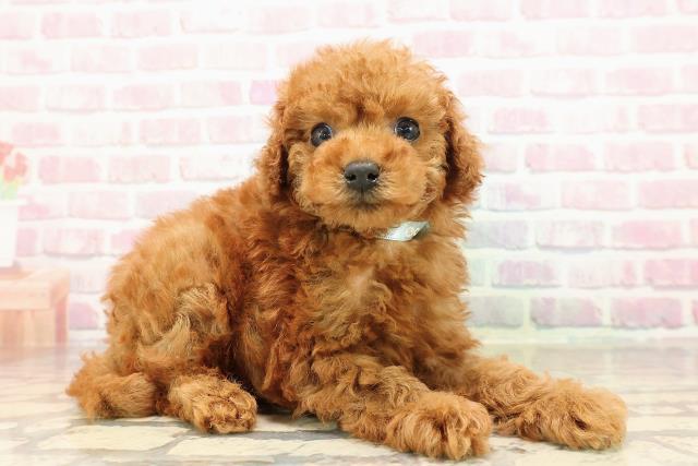 静岡県のトイプードル(トイ) (Coo&RIKU沼津店/2025年8月27日生まれ/男の子/レッド)の子犬の3枚目の画像