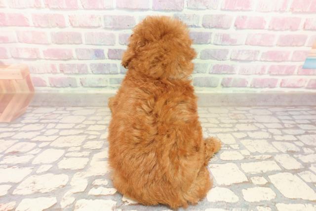 静岡県のトイプードル(トイ) (Coo&RIKU沼津店/2025年8月27日生まれ/男の子/レッド)の子犬の4枚目の画像