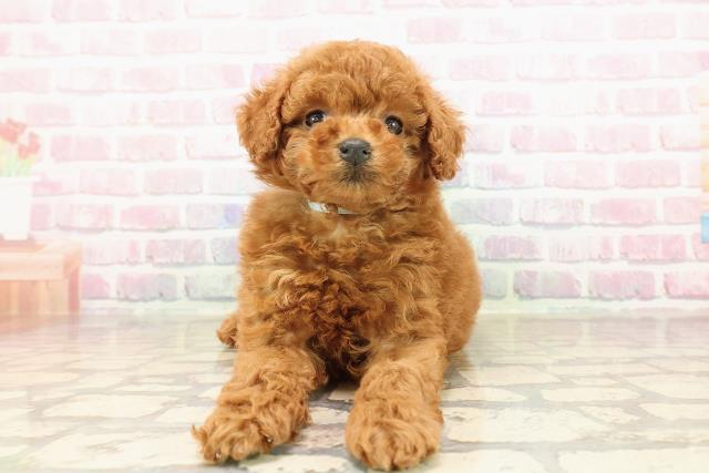 静岡県のトイプードル(トイ) (Coo&RIKU富士店/2025年8月27日生まれ/男の子/レッド)の子犬の1枚目の画像