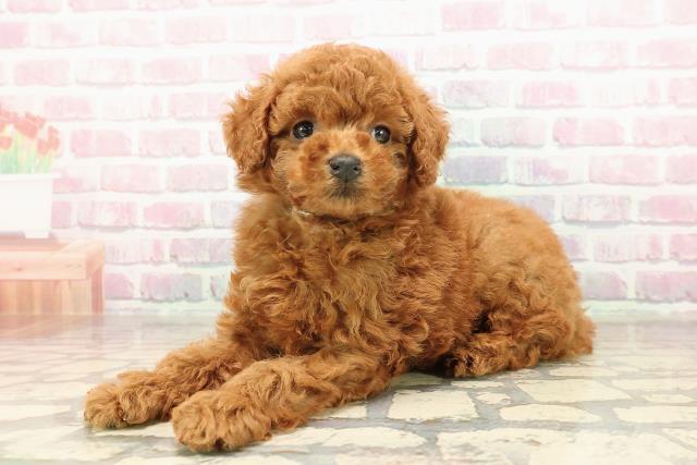 静岡県のトイプードル(トイ) (Coo&RIKU富士店/2025年8月27日生まれ/男の子/レッド)の子犬の2枚目の画像