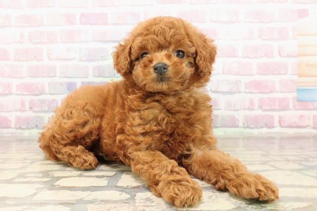 静岡県のトイプードル(トイ) (Coo&RIKU富士店/2025年8月27日生まれ/男の子/レッド)の子犬の3枚目の画像