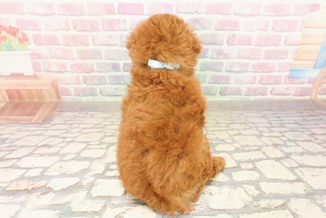 静岡県のトイプードル(トイ) (Coo&RIKU富士店/2025年8月27日生まれ/男の子/レッド)の子犬の4枚目の画像