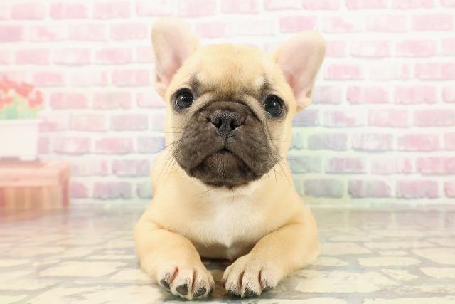 東京都のフレンチブルドッグ (Coo&RIKU秋葉原店/2025年8月19日生まれ/女の子/フォーン)の子犬の1枚目の画像