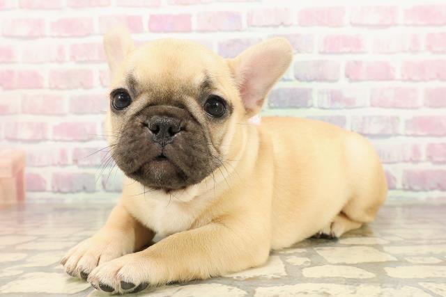 東京都のフレンチブルドッグ (Coo&RIKU秋葉原店/2025年8月19日生まれ/女の子/フォーン)の子犬の2枚目の画像