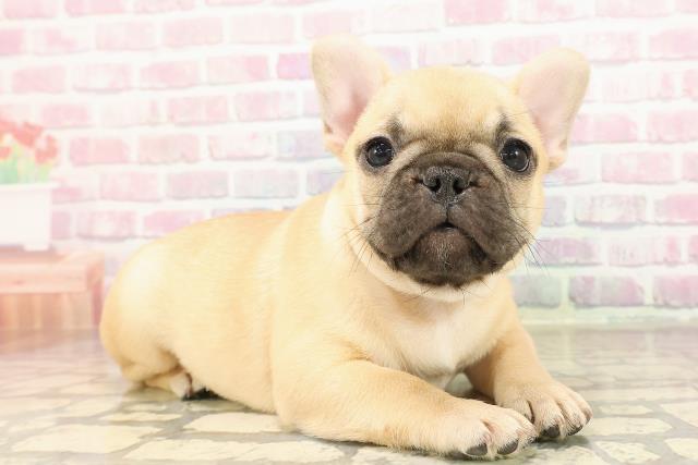 東京都のフレンチブルドッグ (Coo&RIKU秋葉原店/2025年8月19日生まれ/女の子/フォーン)の子犬の3枚目の画像