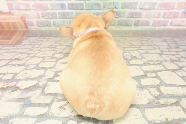 東京都のフレンチブルドッグ (Coo&RIKU秋葉原店/2025年8月19日生まれ/女の子/フォーン)の子犬の4枚目の画像