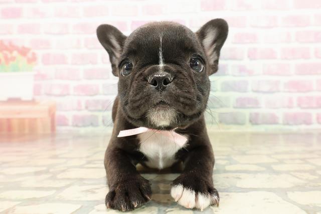 東京都のフレンチブルドッグ (Coo&RIKU赤坂店/2025年8月20日生まれ/女の子/ブリンドルホワイト)の子犬の1枚目の画像