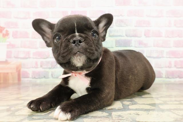 東京都のフレンチブルドッグ (Coo&RIKU赤坂店/2025年8月20日生まれ/女の子/ブリンドルホワイト)の子犬の2枚目の画像