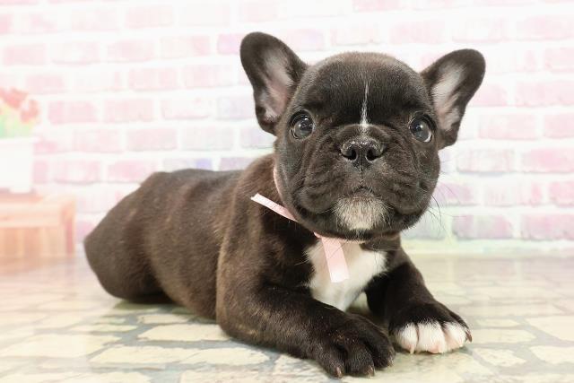 東京都のフレンチブルドッグ (Coo&RIKU赤坂店/2025年8月20日生まれ/女の子/ブリンドルホワイト)の子犬の3枚目の画像