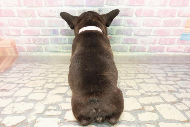 東京都のフレンチブルドッグ (Coo&RIKU赤坂店/2025年8月20日生まれ/女の子/ブリンドルホワイト)の子犬の4枚目の画像