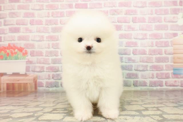 東京都のポメラニアン (Coo&RIKU新宿三丁目店/2025年8月27日生まれ/女の子/クリーム)の子犬の1枚目の画像