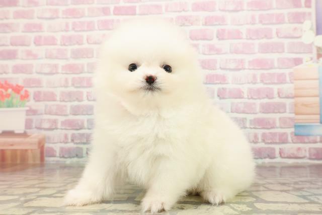 東京都のポメラニアン (Coo&RIKU新宿三丁目店/2025年8月27日生まれ/女の子/クリーム)の子犬の2枚目の画像