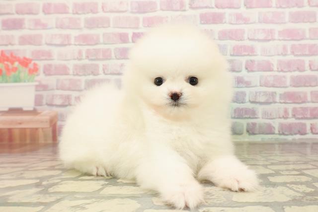 東京都のポメラニアン (Coo&RIKU新宿三丁目店/2025年8月27日生まれ/女の子/クリーム)の子犬の3枚目の画像