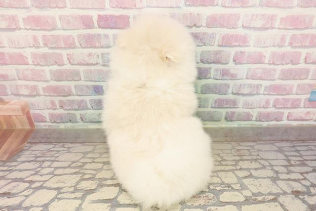 東京都のポメラニアン (Coo&RIKU新宿三丁目店/2025年8月27日生まれ/女の子/クリーム)の子犬の4枚目の画像