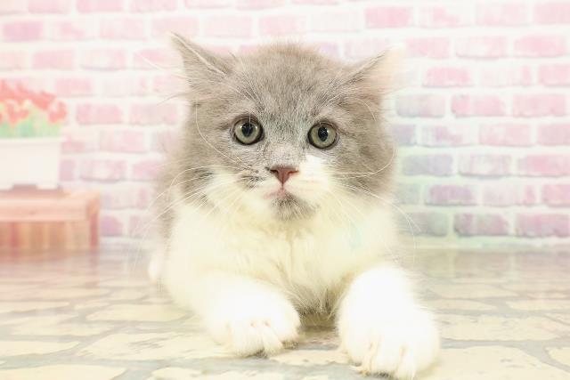 東京都のサイベリアン (Coo&RIKU三軒茶屋店/2025年8月17日生まれ/男の子/ブルーホワイト)の子猫の1枚目の画像