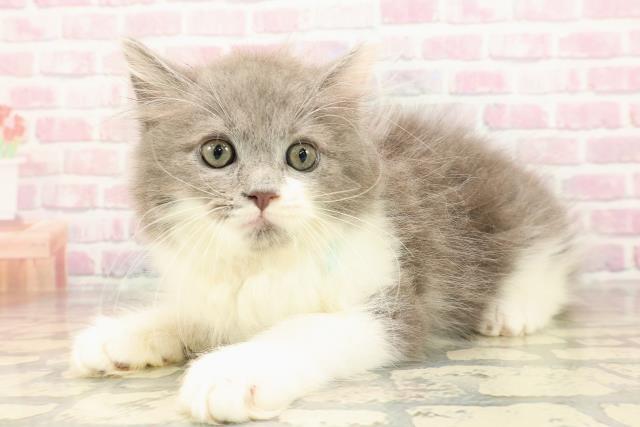 東京都のサイベリアン (Coo&RIKU三軒茶屋店/2025年8月17日生まれ/男の子/ブルーホワイト)の子猫の2枚目の画像