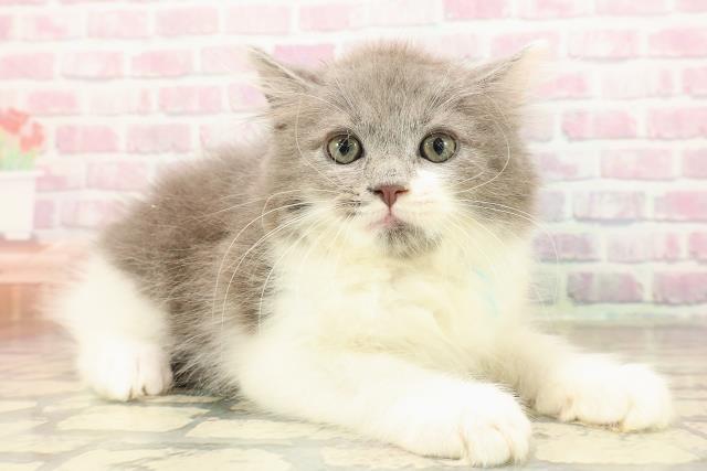 東京都のサイベリアン (Coo&RIKU三軒茶屋店/2025年8月17日生まれ/男の子/ブルーホワイト)の子猫の3枚目の画像