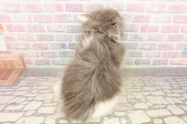 東京都のサイベリアン (Coo&RIKU三軒茶屋店/2025年8月17日生まれ/男の子/ブルーホワイト)の子猫の4枚目の画像