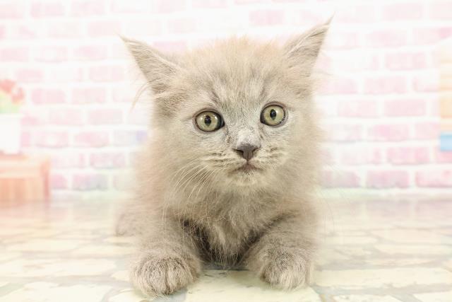 静岡県のサイベリアン (Coo&RIKU静岡SBS通り店/2025年8月23日生まれ/男の子/ブルー)の子猫の1枚目の画像