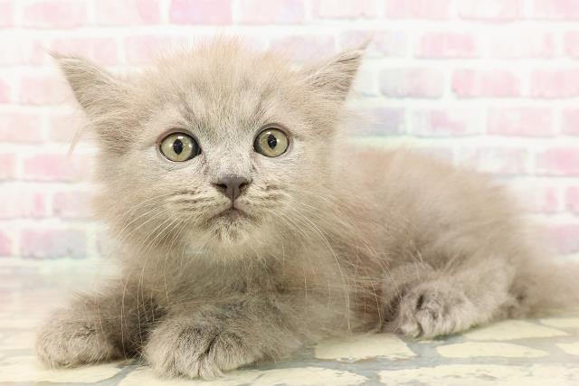 静岡県のサイベリアン (Coo&RIKU静岡SBS通り店/2025年8月23日生まれ/男の子/ブルー)の子猫の2枚目の画像