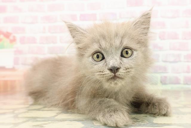 静岡県のサイベリアン (Coo&RIKU静岡SBS通り店/2025年8月23日生まれ/男の子/ブルー)の子猫の3枚目の画像