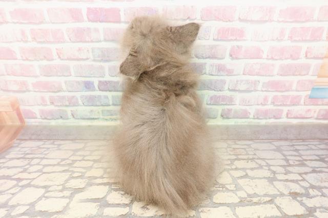 静岡県のサイベリアン (Coo&RIKU静岡SBS通り店/2025年8月23日生まれ/男の子/ブルー)の子猫の4枚目の画像